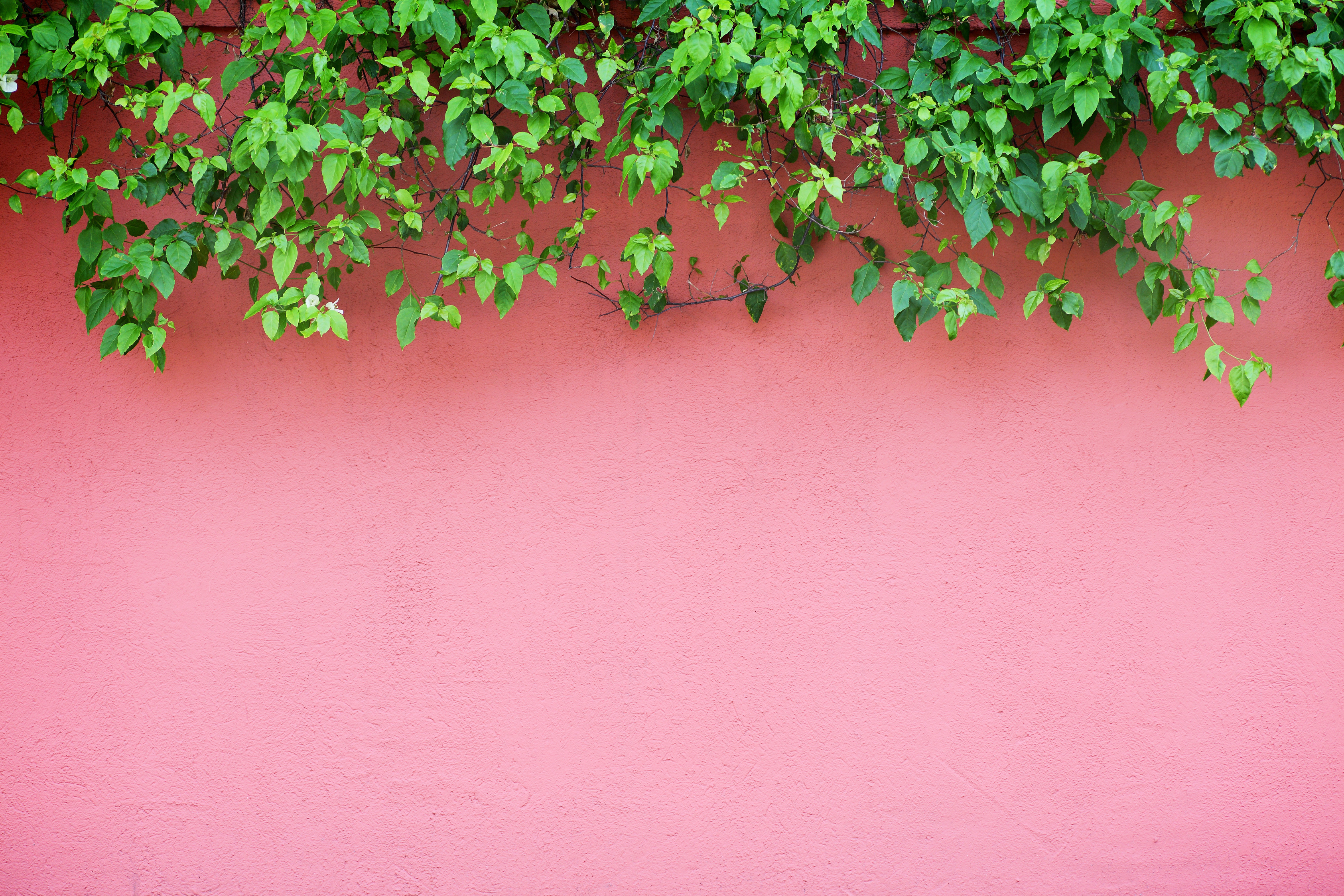 Pink Wall
